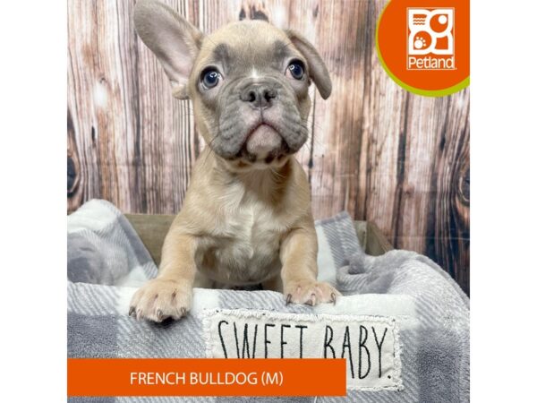 French Bulldog – 17838