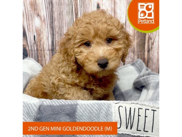 Goldendoodle Mini 2nd Gen – 17839