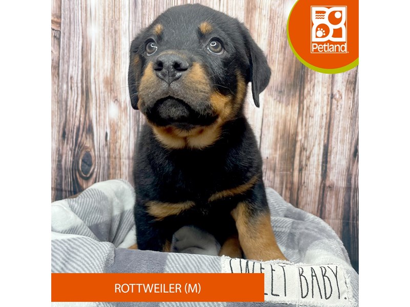 Rottweiler - 17836 Image #1