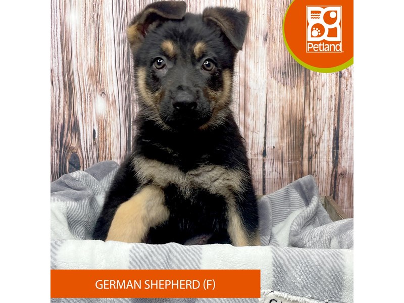 German Shepherd Dog - 17842 Image #1