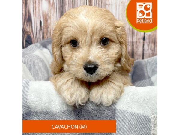 Cavachon – 17834