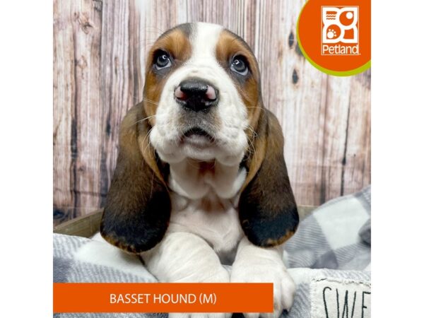 Basset Hound-Dog-Male-Black / White-17832-Petland Fairfield, Ohio