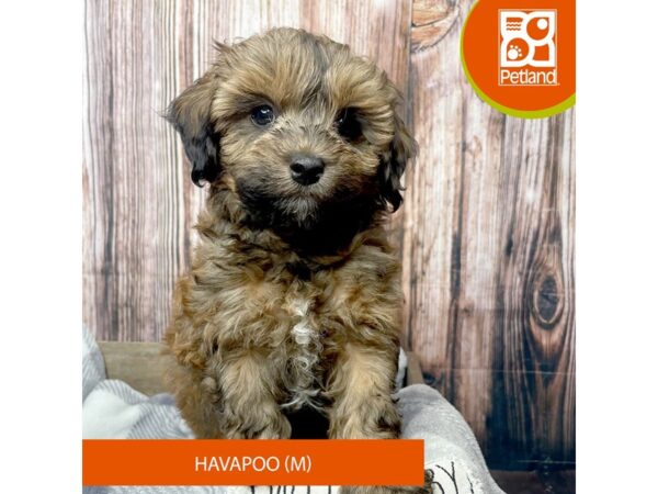 Havapoo-Dog-Male-Brown-17831-Petland Fairfield, Ohio