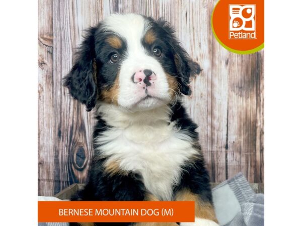 Bernese Mountain Dog-Dog-Male--17829-Petland Fairfield, Ohio