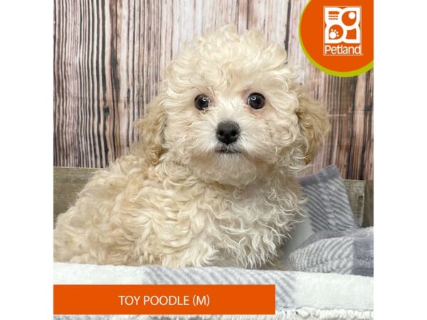 Poodle Toy – 17826