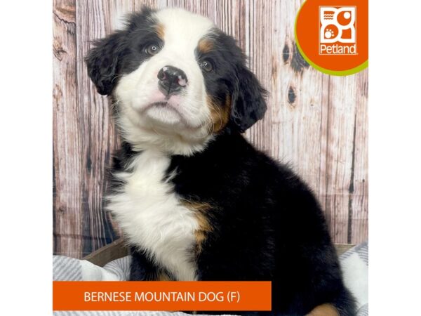 Bernese Mountain Dog – 17827