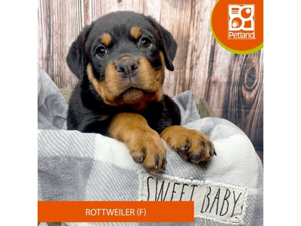 Rottweiler – 17846