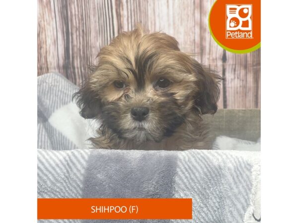 Shihpoo – 17847