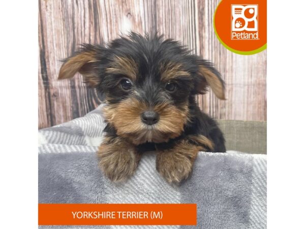 Yorkshire Terrier – 17850