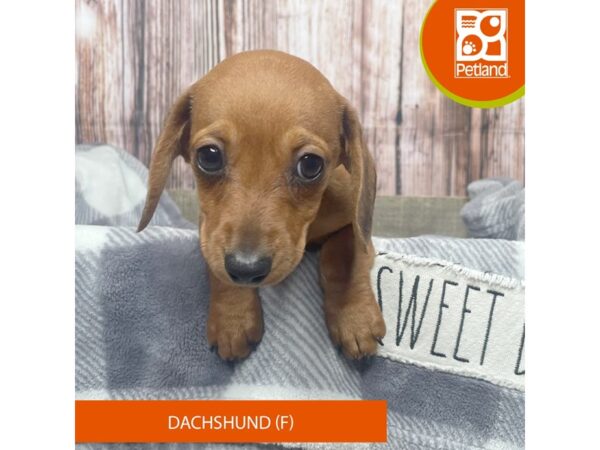 Dachshund – 17854