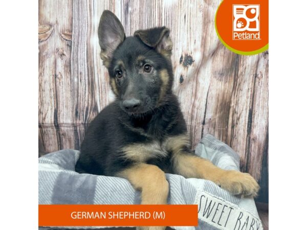 German Shepherd Dog – 17800