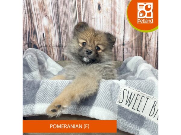 Pomeranian – 17797