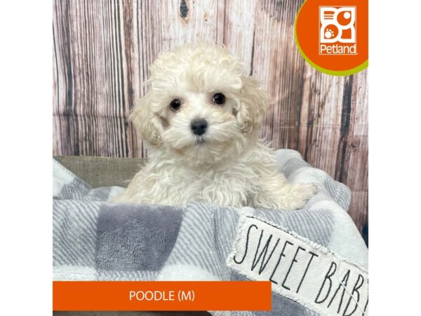 Poodle – 17792