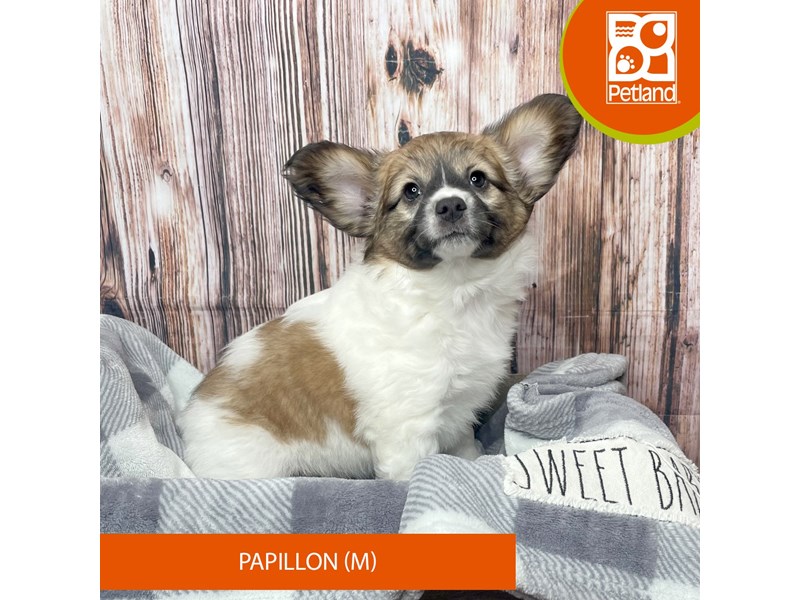 Papillon - 17787 Image #1
