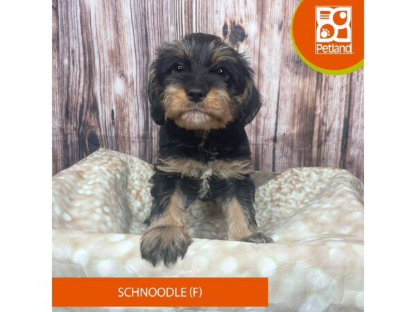Schnoodle – 17806