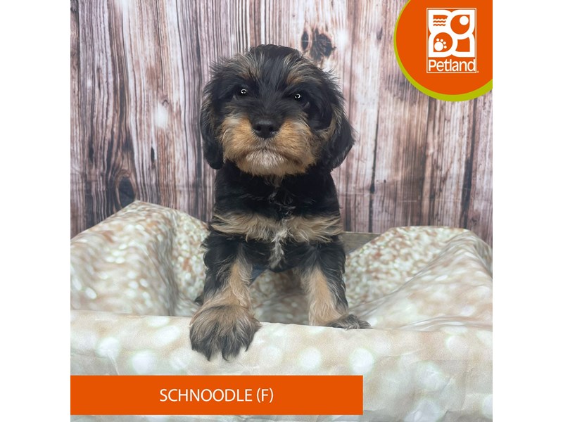 Schnoodle - 17806 Image #1