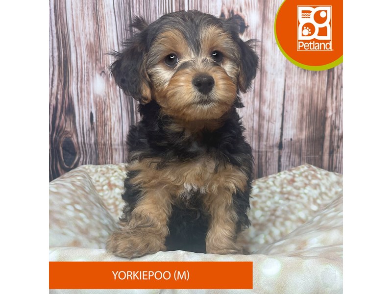 Yorkiepoo - 17802 Image #1