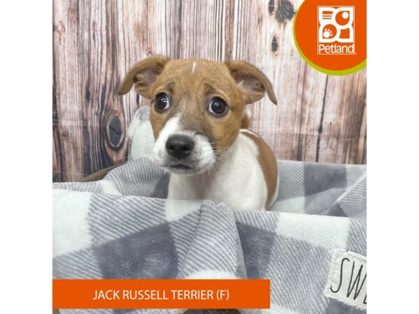 Jack Russell Terrier – 17825