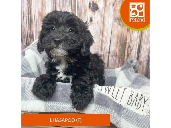 Lhasapoo – 17813