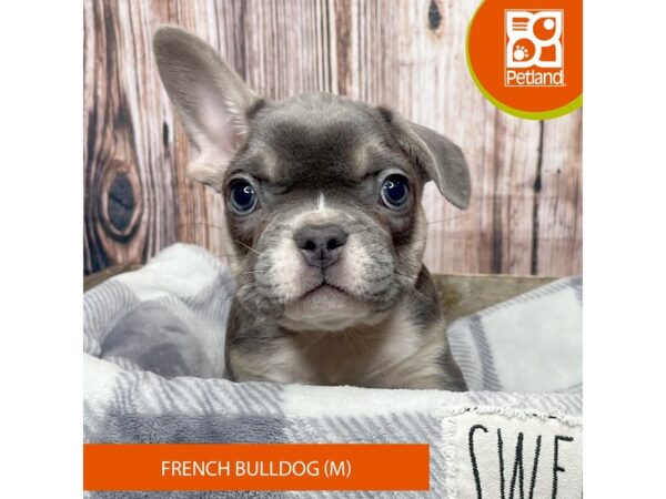 French Bulldog – 17840