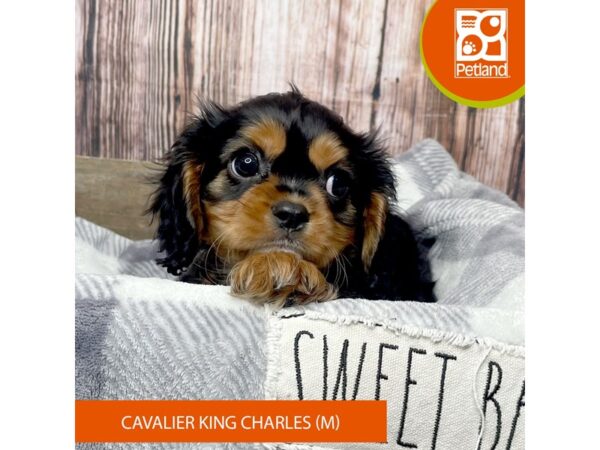 Cavalier King Charles Spaniel – 17830