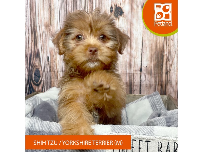 Shih Tzu/Yorkshire Terrier - 17828 Image #1