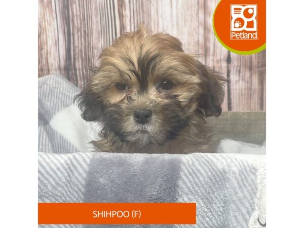 Shihpoo-Dog-Female-Brown / White-17847-Petland Fairfield, Ohio