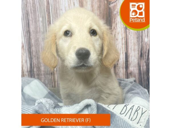 Golden Retriever Dog Female Golden 17848 Petland Fairfield, Ohio