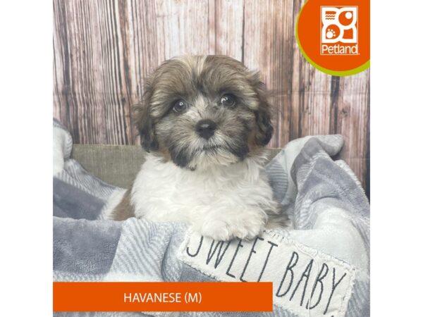 Havanese Dog Male Chocolate / White 17851 Petland Fairfield, Ohio