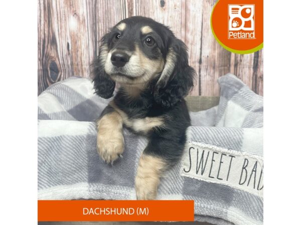 Dachshund Dog Male Black / Tan 17861 Petland Fairfield, Ohio