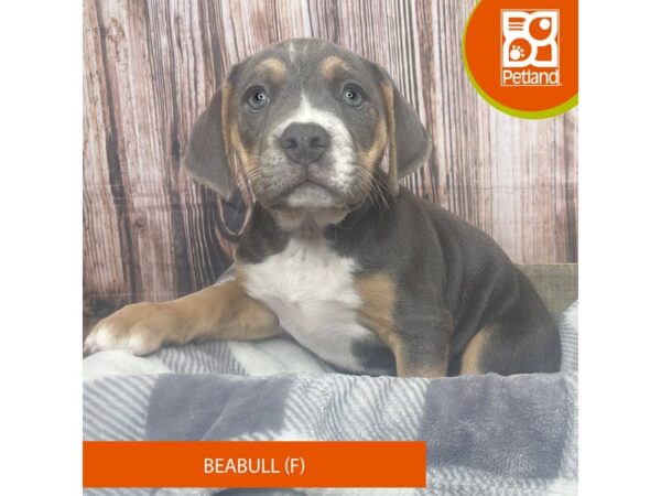 Beabull-Dog-Female-Blue Tan / White-17860-Petland Fairfield, Ohio