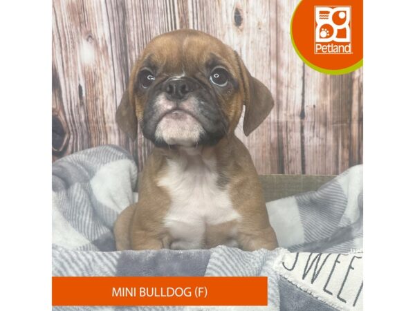 Bulldog Mini-Dog-Female-Fawn-17859-Petland Fairfield, Ohio