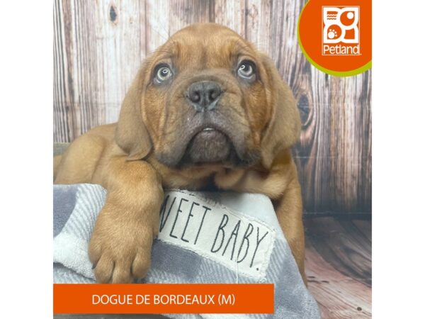 Dogue De Bordeaux-Dog-Male-Red-17858-Petland Fairfield, Ohio