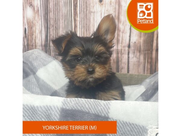 Yorkshire Terrier-Dog-Male-Black / Tan-17856-Petland Fairfield, Ohio