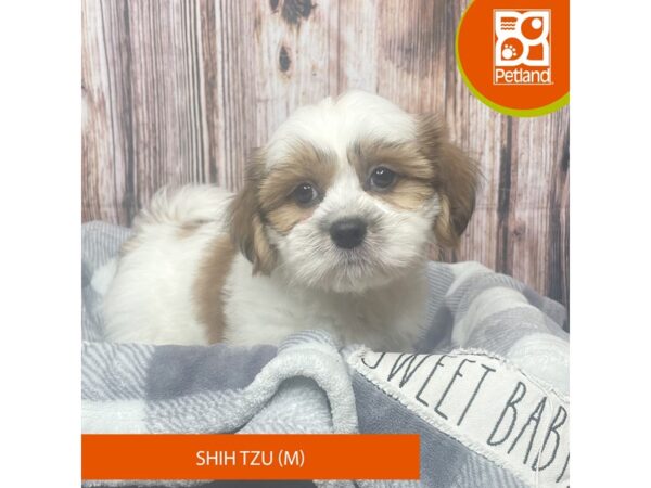 Shih Tzu – 17853