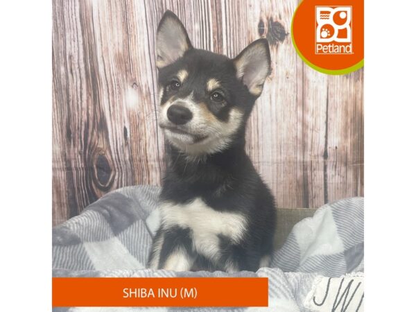 Shiba Inu – 17852