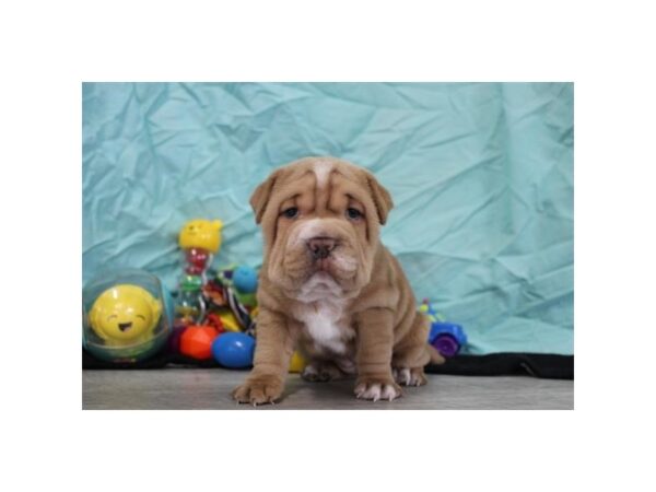 Hippo Mini – 17863