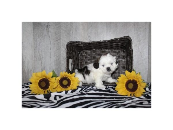 Shih Tzu – 17865