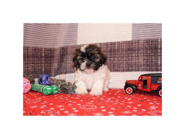 Shih Tzu – 17867