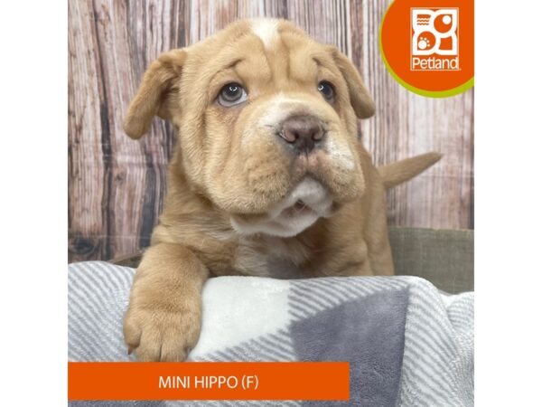 Hippo Mini-Dog-Female-Buff-17863-Petland Fairfield, Ohio