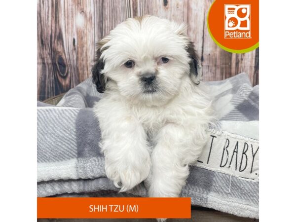 Shih Tzu – 17865
