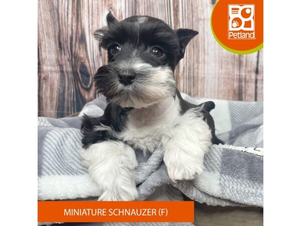 Miniature Schnauzer – 17866