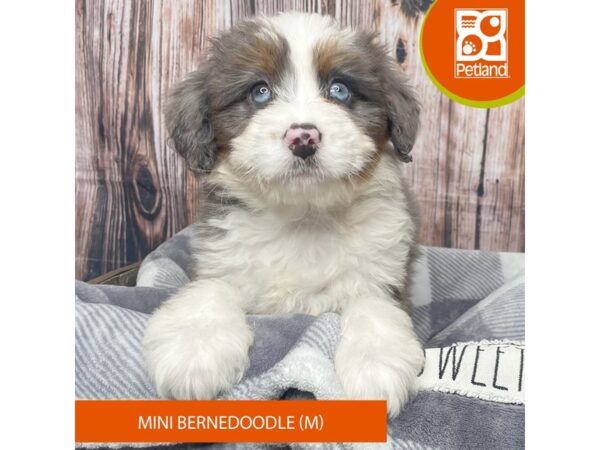 Bernedoodle Mini-Dog-Male-Blue Merle / Tan-17873-Petland Fairfield, Ohio