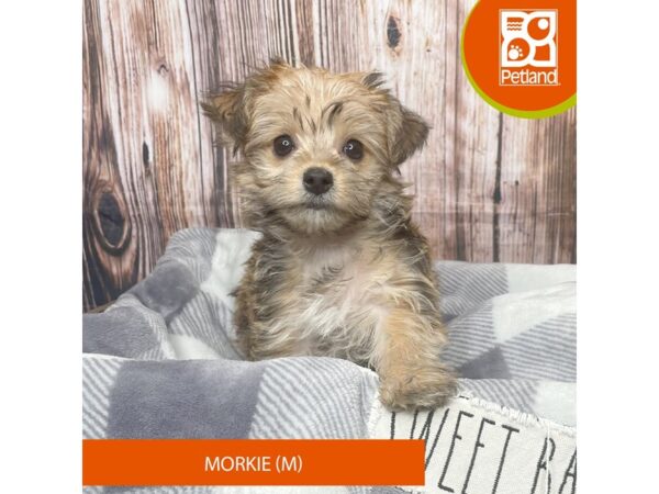 Morkie – 17872