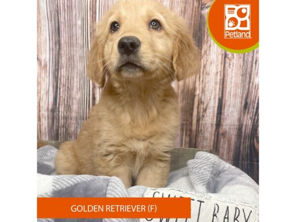 Golden Retriever Dog Female Golden 17870 Petland Fairfield, Ohio