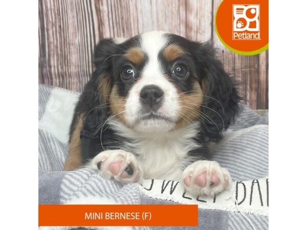 Mini Bernese-Dog-Female-Tri-Colored-17868-Petland Fairfield, Ohio