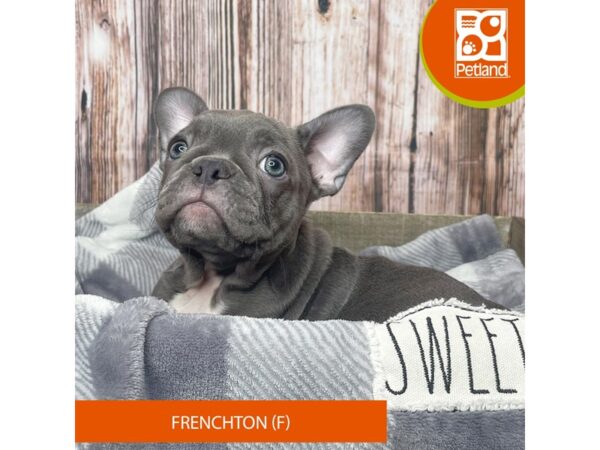 Frenchton Dog Female Blue 17880 Petland Fairfield, Ohio