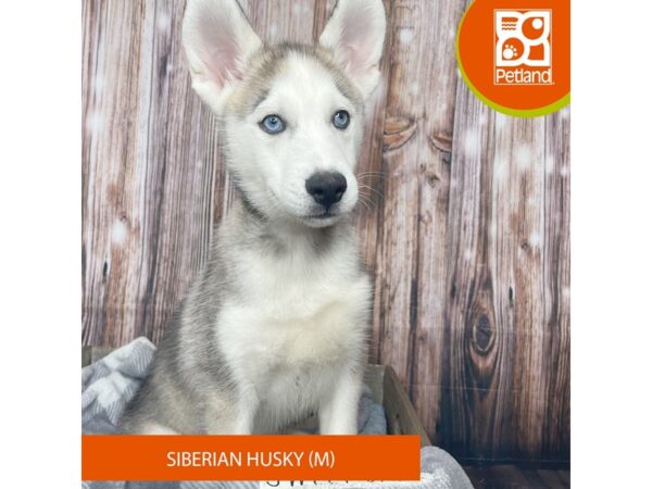 Siberian Husky Dog Male Agouti / White 17876 Petland Fairfield, Ohio