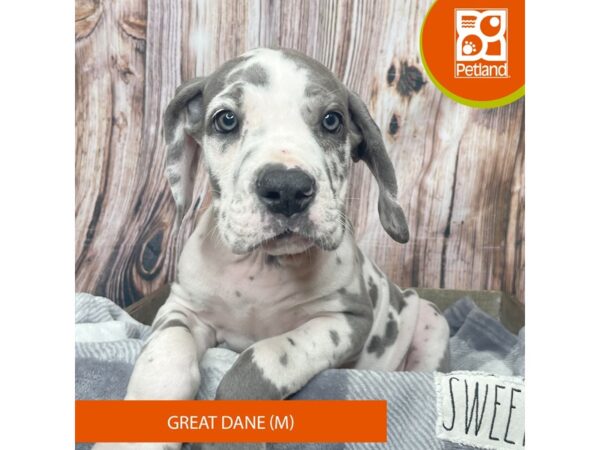 Great Dane-Dog-Male-Blue Harlequin-17875-Petland Fairfield, Ohio