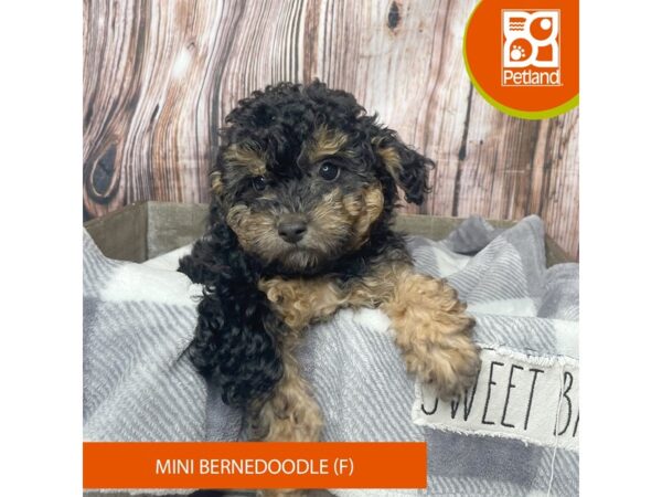 Bernedoodle Mini-Dog-Female-Black / Tan-17873-Petland Fairfield, Ohio